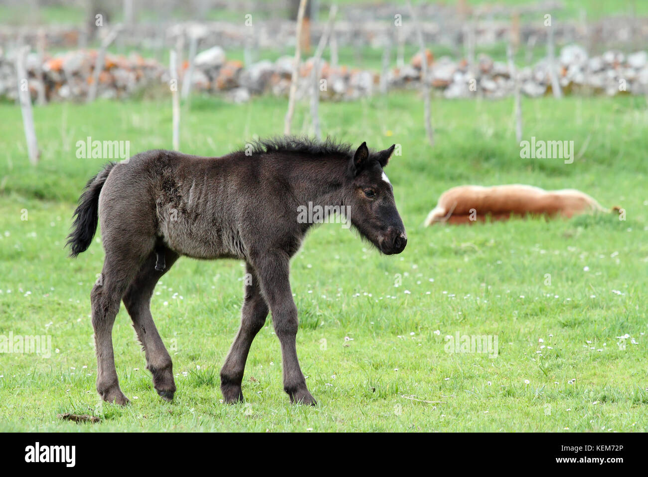 Cavallo nero puledro con un punto bianco nella sua fronte a piedi Foto Stock