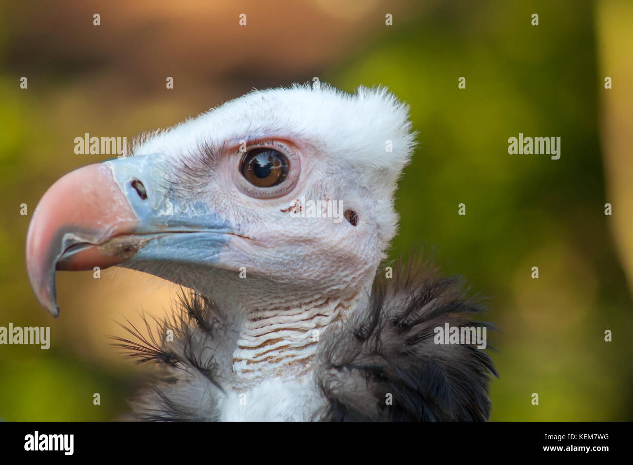 Testa bianca Vulture Foto Stock