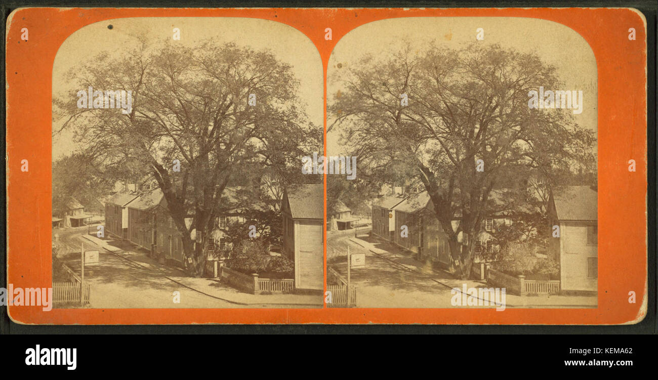 Vista di una strada residenziale e dominato da un grande albero, da Robert N. Dennis raccolta di vista stereoscopica Foto Stock