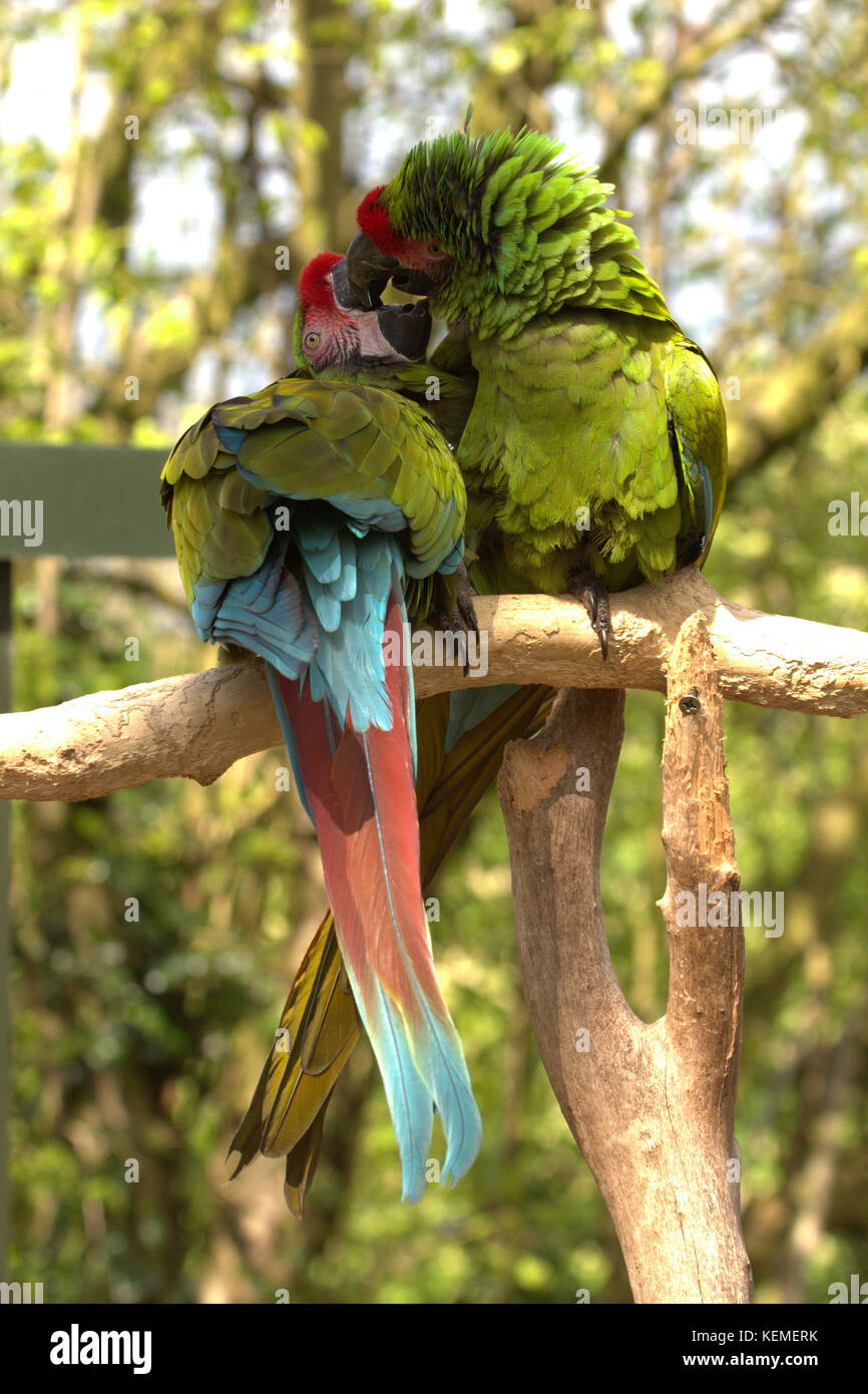 Due grandi macaws verde Foto Stock