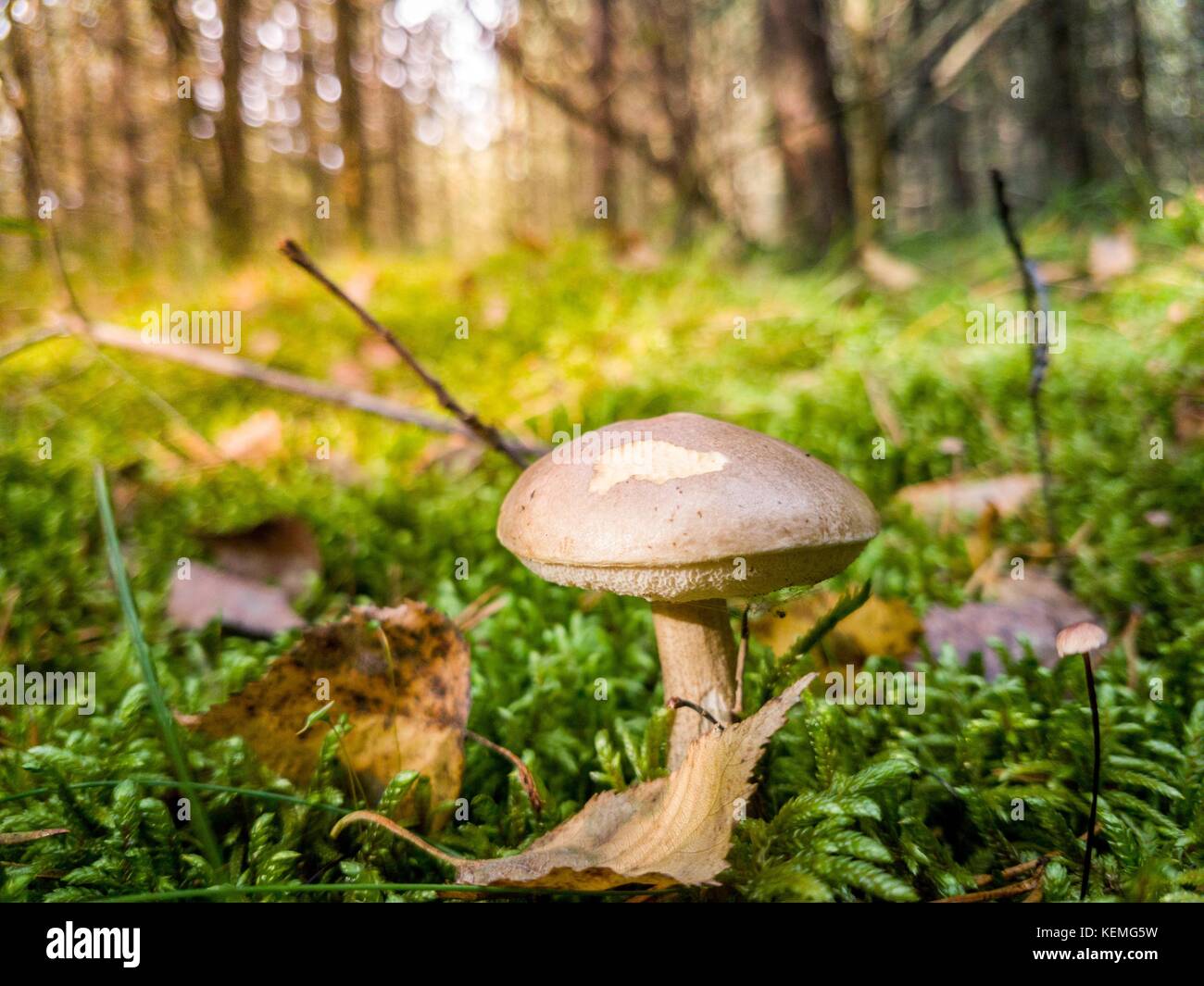 Fungo in erba in una foresta in una giornata di sole Foto Stock