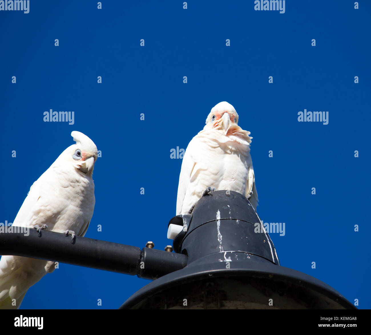 Cheeky dagli occhi blu bianco corellas australiano sono appollaiate su una potenza suburbana il palo della luce in un pomeriggio soleggiato nel tardo autunno dopo una festa di olive . Foto Stock