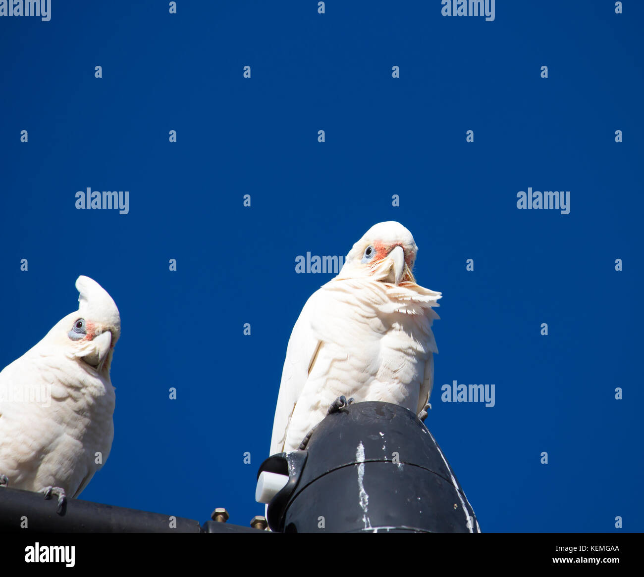 Cheeky dagli occhi blu bianco corellas australiano sono appollaiate su una potenza suburbana il palo della luce in un pomeriggio soleggiato nel tardo autunno dopo una festa di olive . Foto Stock