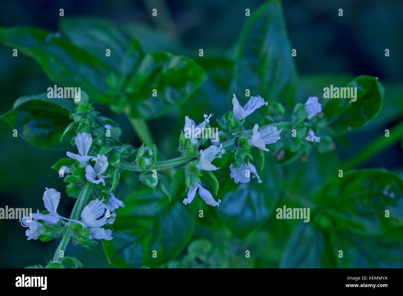 Fioritura di basilico (Ocimum basilicum) impianto in un giardino di erbe aromatiche. Foto Stock
