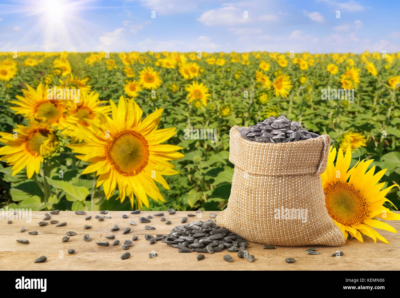 Semi di girasole e il campo Foto Stock