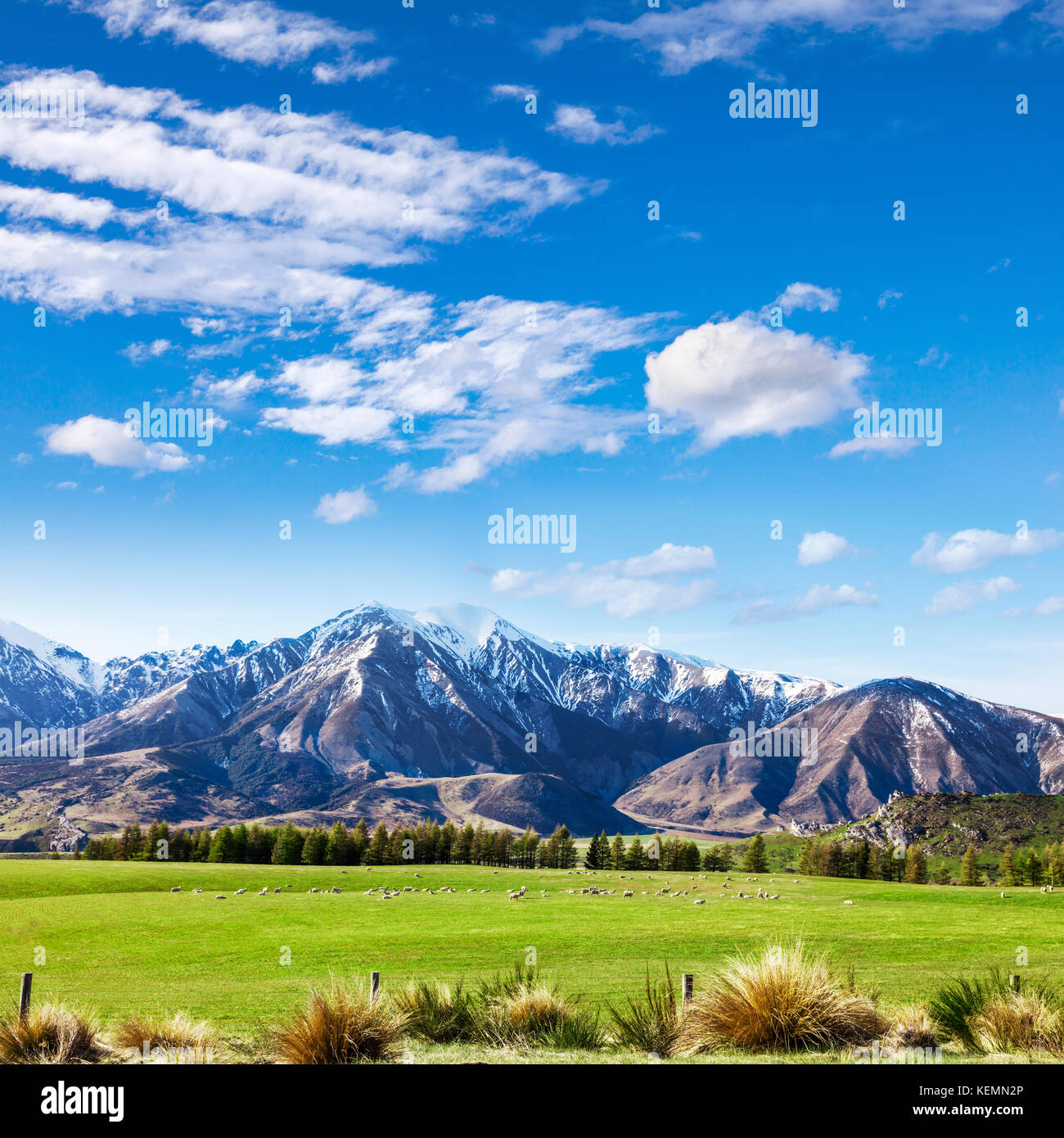 Canterbury nuova zelanda paesaggio, con tussock, pascoli, pecore, delle montagne e del cielo blu. Foto Stock