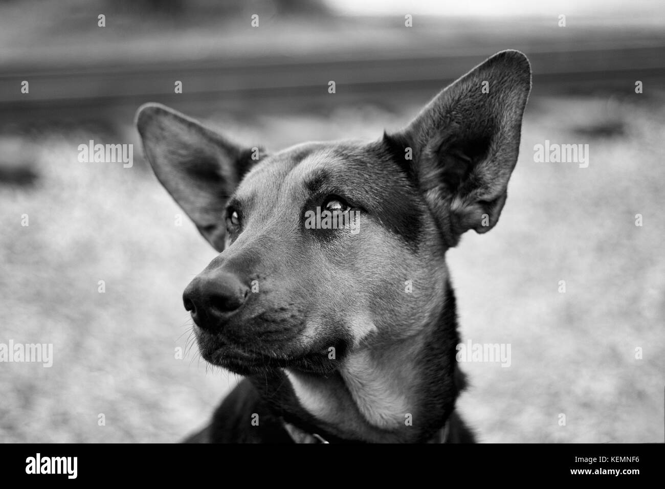 Un mix alsaziano cane (Canis lupus familiaris) Foto Stock