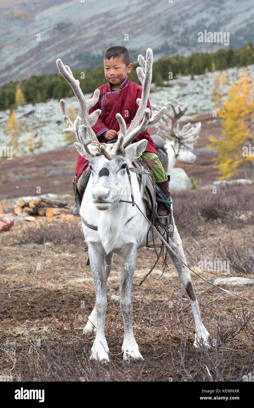 Poco tsaatan boy in tradizionale mongola outfit nomade equitazione sulla sua famiglia di renne. khuvsgol, Mongolia. Foto Stock