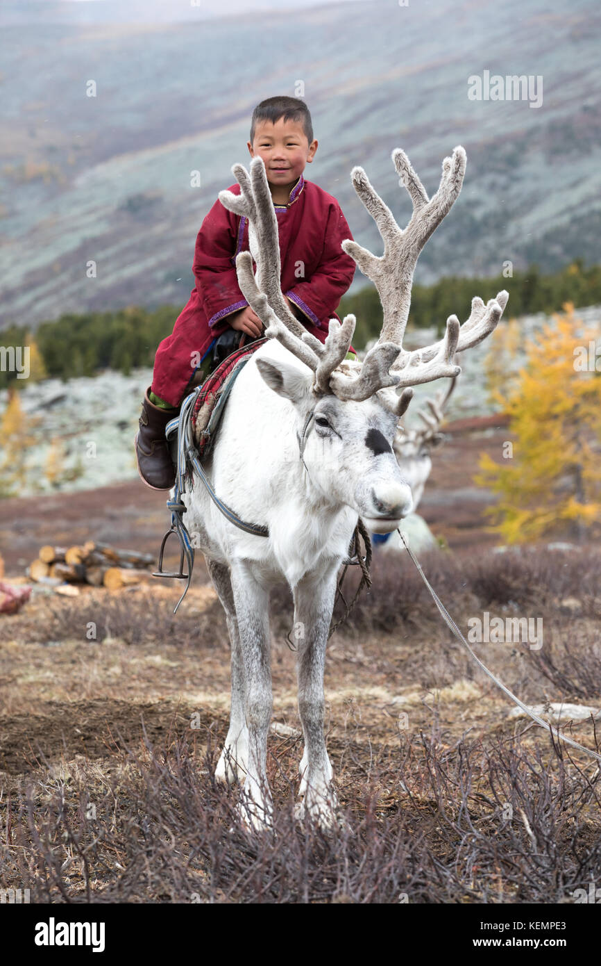 Poco tsaatan boy in tradizionale mongola outfit nomade equitazione sulla sua famiglia di renne. khuvsgol, Mongolia. Foto Stock