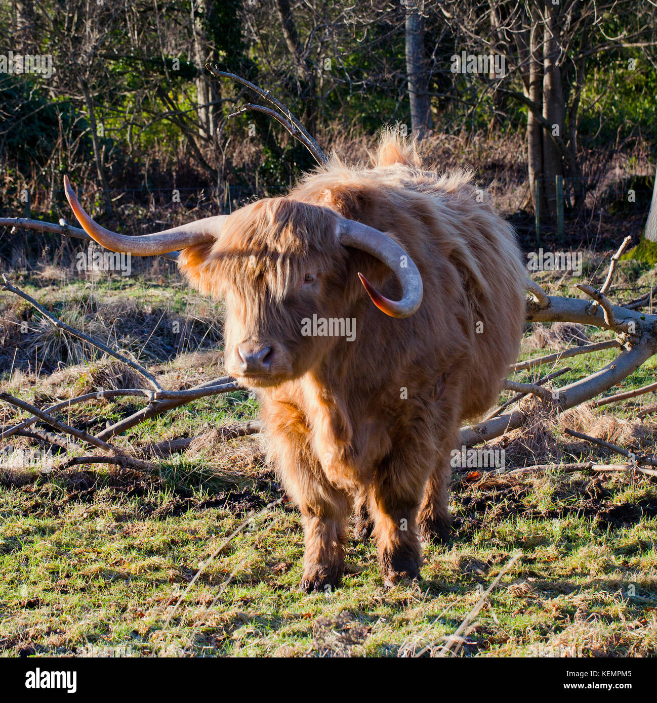 Highland mucca pascolare in Scozia Foto Stock