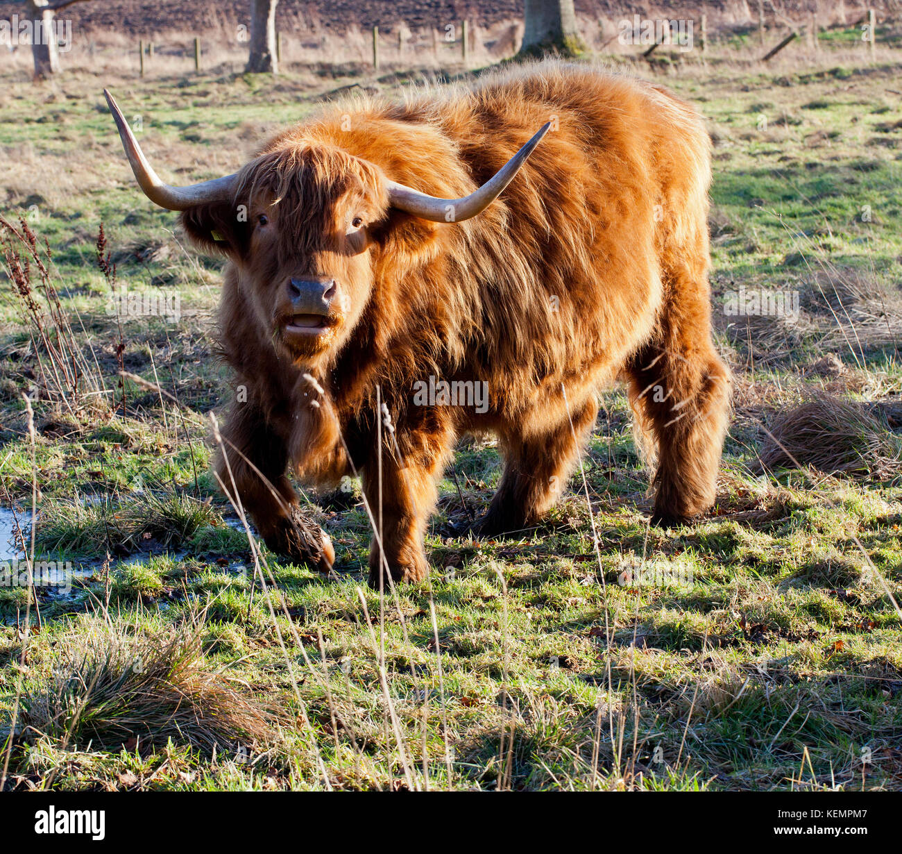 Highland mucca in movimento in Scozia Foto Stock