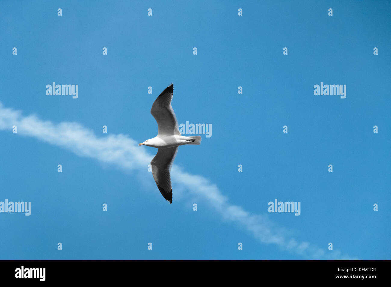 Un albatross o seagull diffondere le sue ali e volare a destra in sun Foto Stock