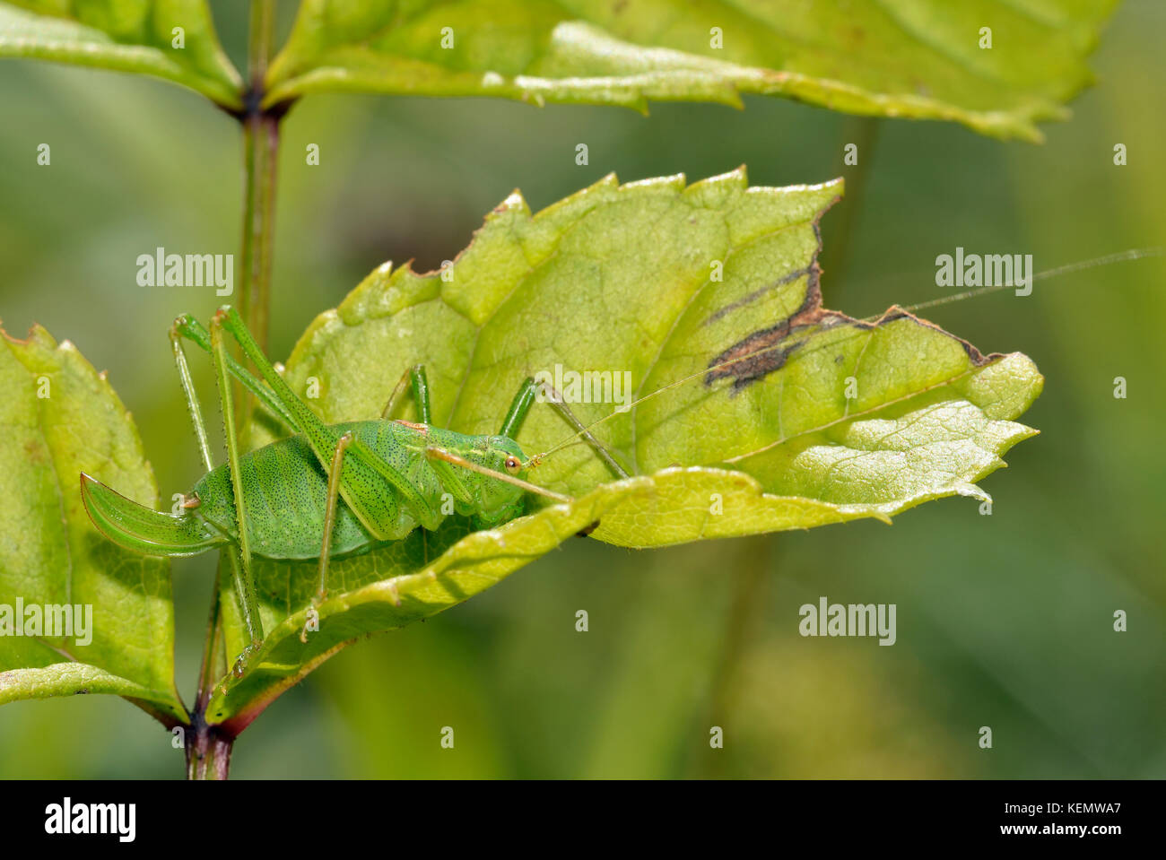 Chiazzato bush-cricket - leptophyes punctatissima femmina sulle foglie Foto Stock