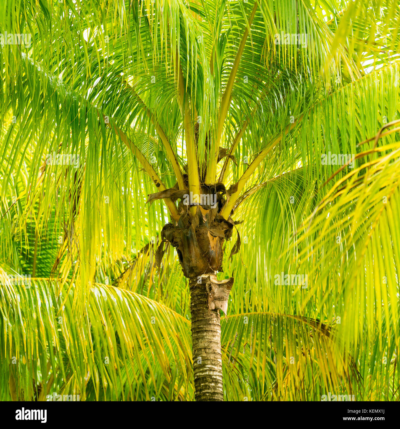 Lussureggiante albero di palme verdi in Messico Foto Stock