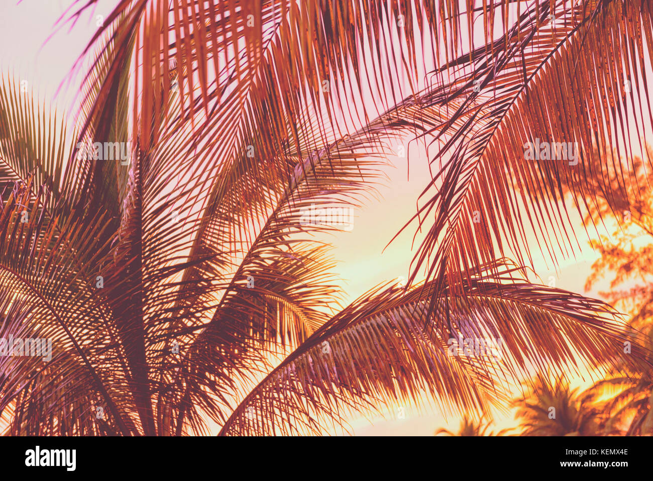 Vacanza retrò scena di un tramonto sulla spiaggia tropicale palme Foto Stock