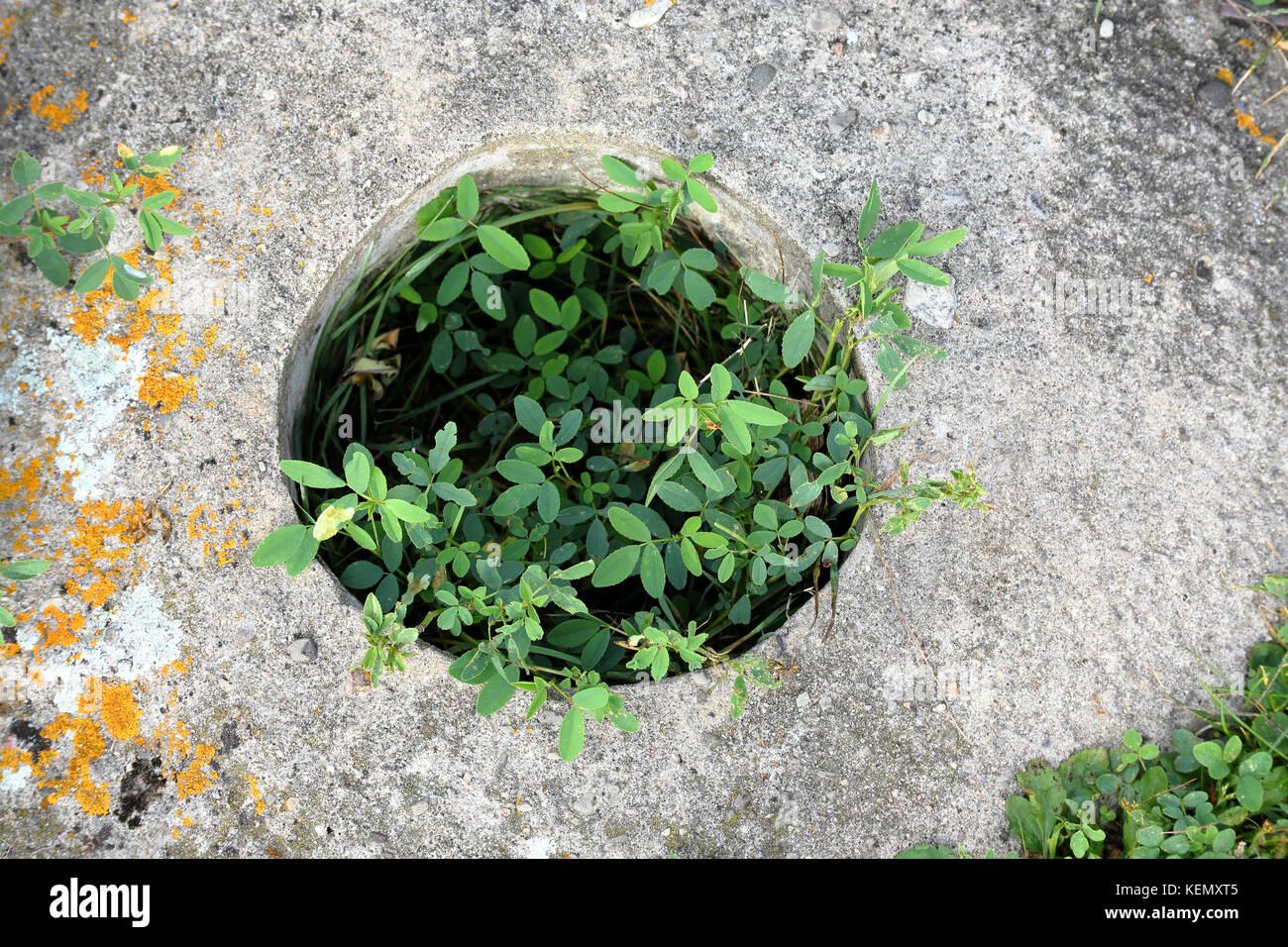 Tumulo di calcestruzzo con un post foro al centro con le erbe infestanti in esso Foto Stock