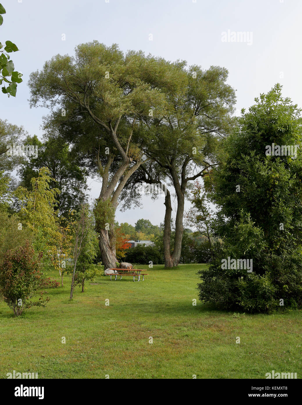 Maestosi alberi in un parco impostazione lungo le mille isole parkway Foto Stock