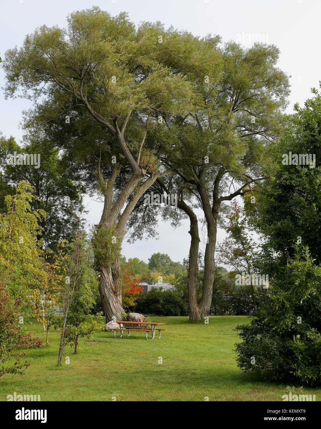Maestosi alberi in un parco impostazione lungo le mille isole parkway Foto Stock