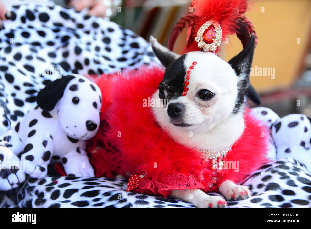 Poco chihuaha in un cruella deville costume con la sua 101 Dalmatians. Foto Stock