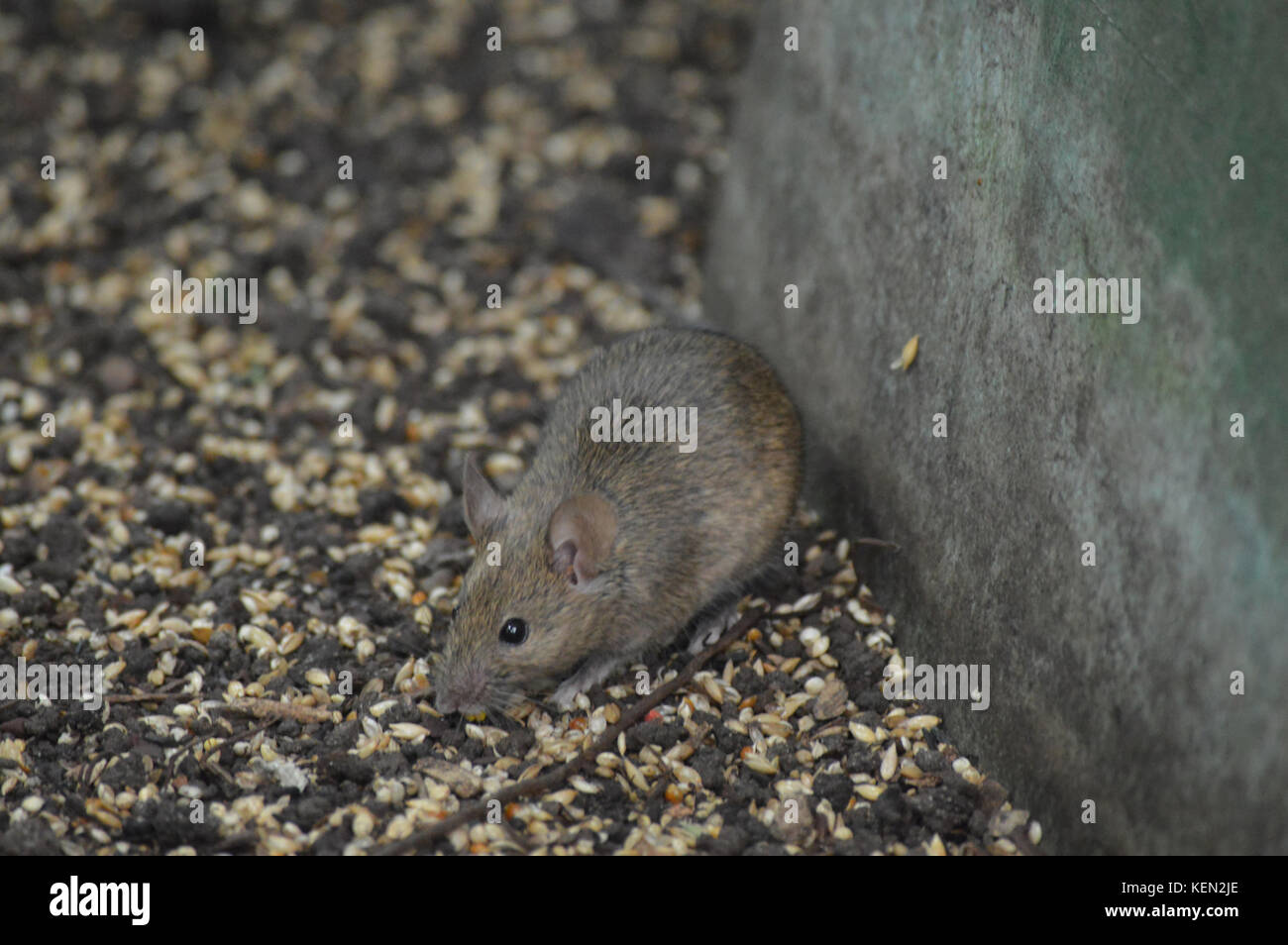 mouse Foto Stock