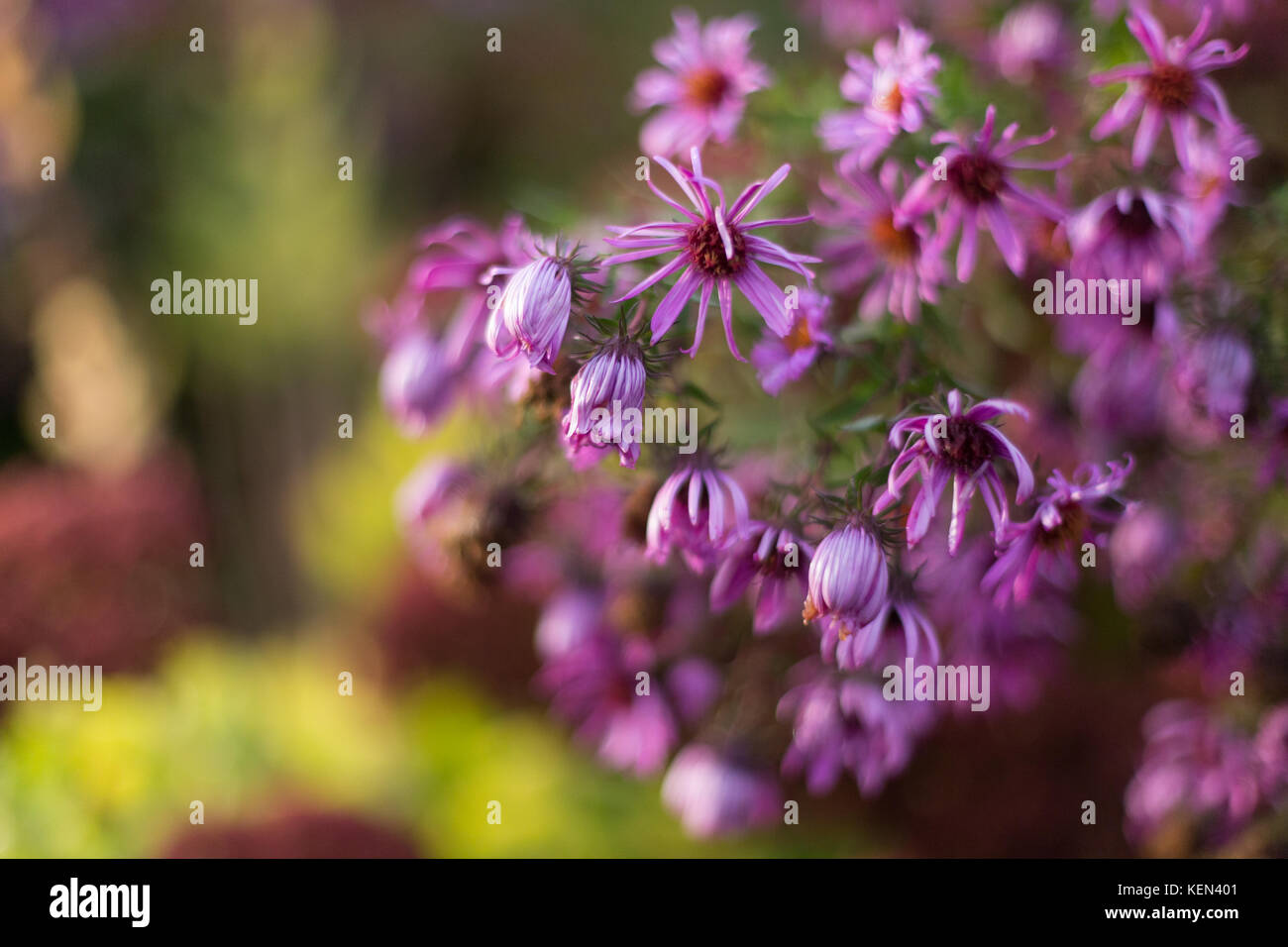 Echinacea fiorisce alla fine del ciclo di vita Foto Stock