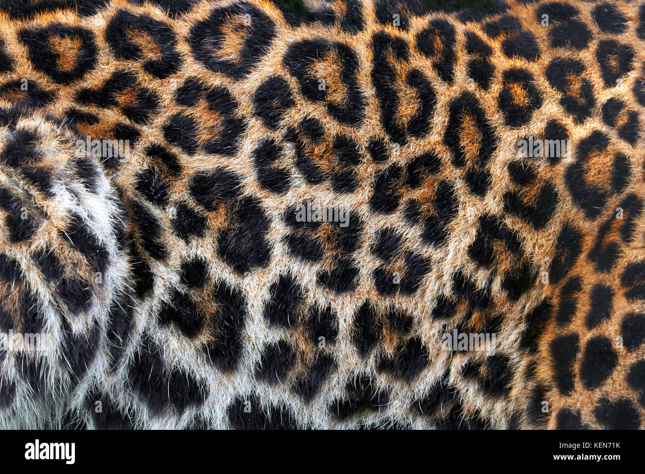Leopard la texture della pelle per lo sfondo Foto Stock
