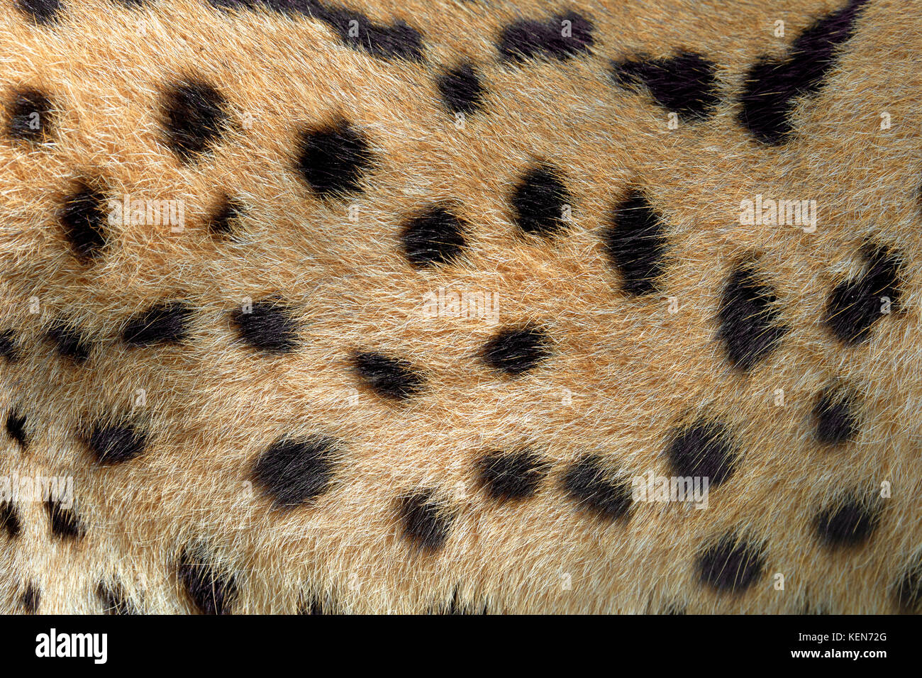 Chiudere la consistenza reale di serval pelo di gatto Foto Stock