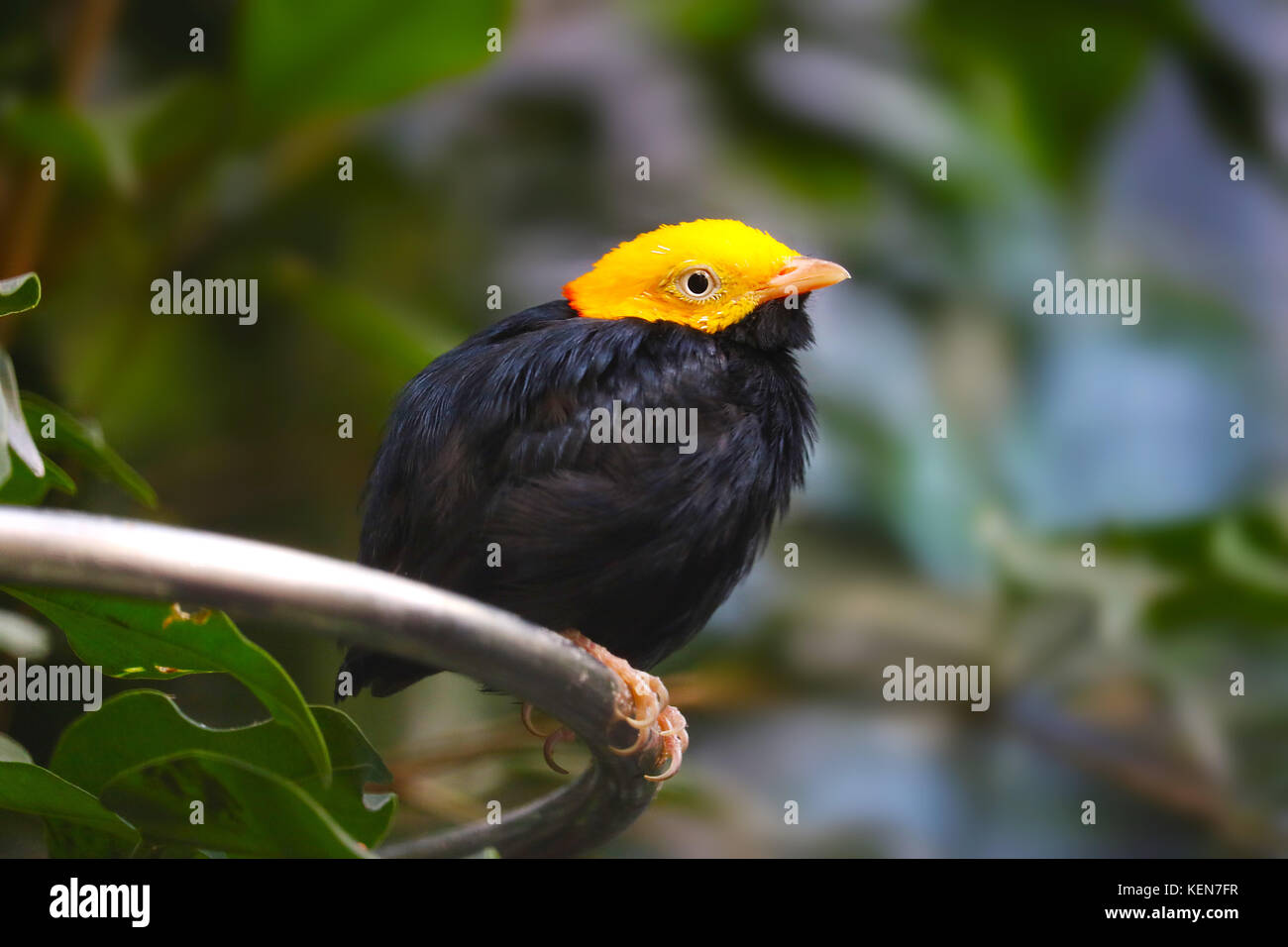 Poco golden maschio con testa di uccello manakin Foto Stock