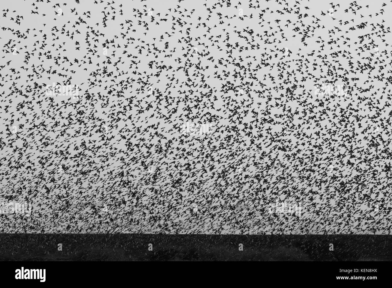 Durante l'autunno la migrazione dal nord Europa migliaia di storni arriva insieme nelle zone umide tra la Danimarca e la Germania. Foto Stock