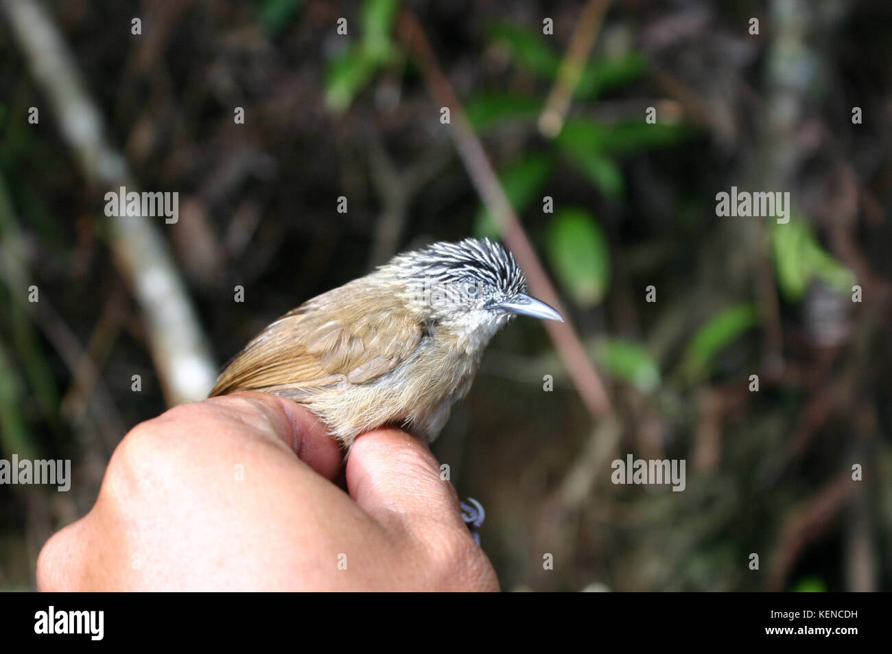 Macronus striaticeps 2 Foto Stock