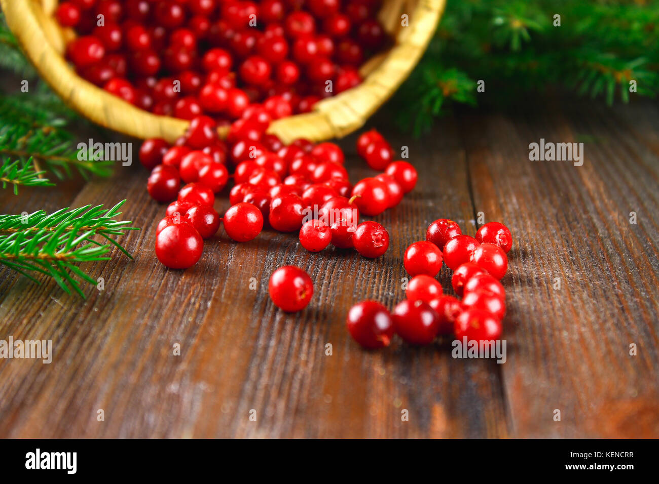 Cowberry, foxberry, cranberry, lingonberry sips dal cesto su un marrone tavolo in legno. Circondato da rami di abete. Foto Stock