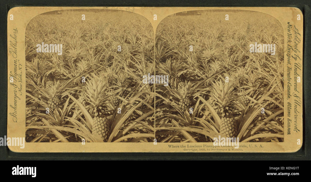 Dove lussureggianti ananas cresce, Florida, USA, da Robert N. Dennis raccolta di vista stereoscopica 5 Foto Stock