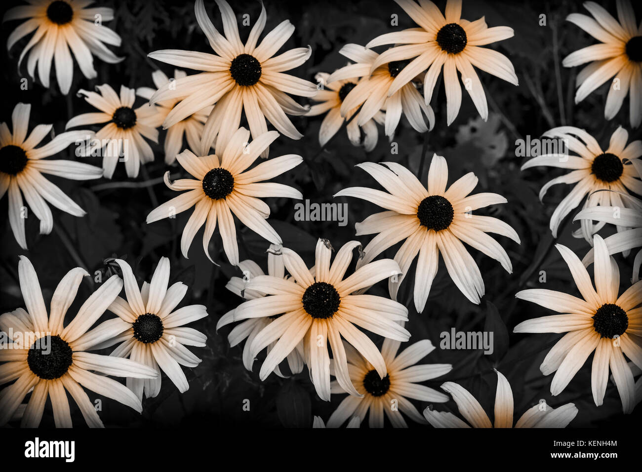 Black Eyed susan fiori nel giardino vicino. Colore selettivo. Foto Stock
