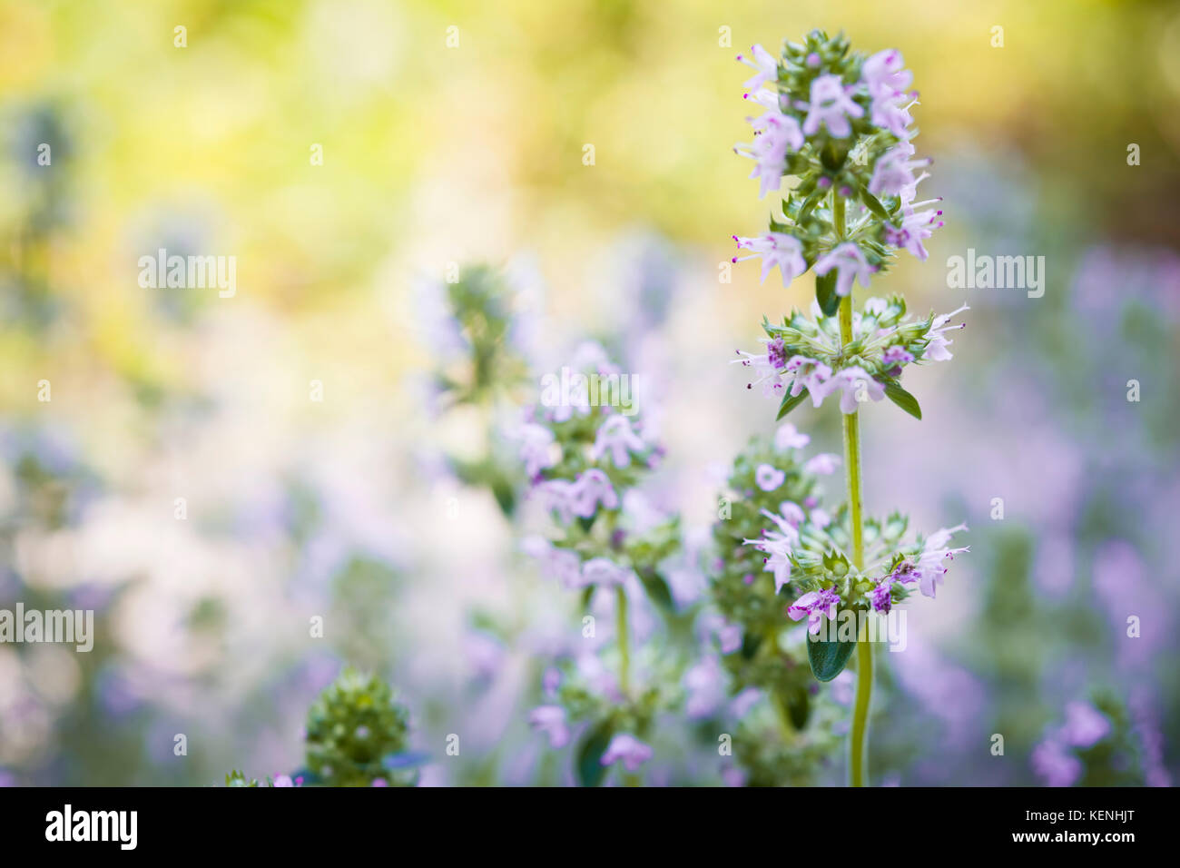 Fiori di timo erba nel giardino estivo soleggiato, macro closeup. Foto Stock