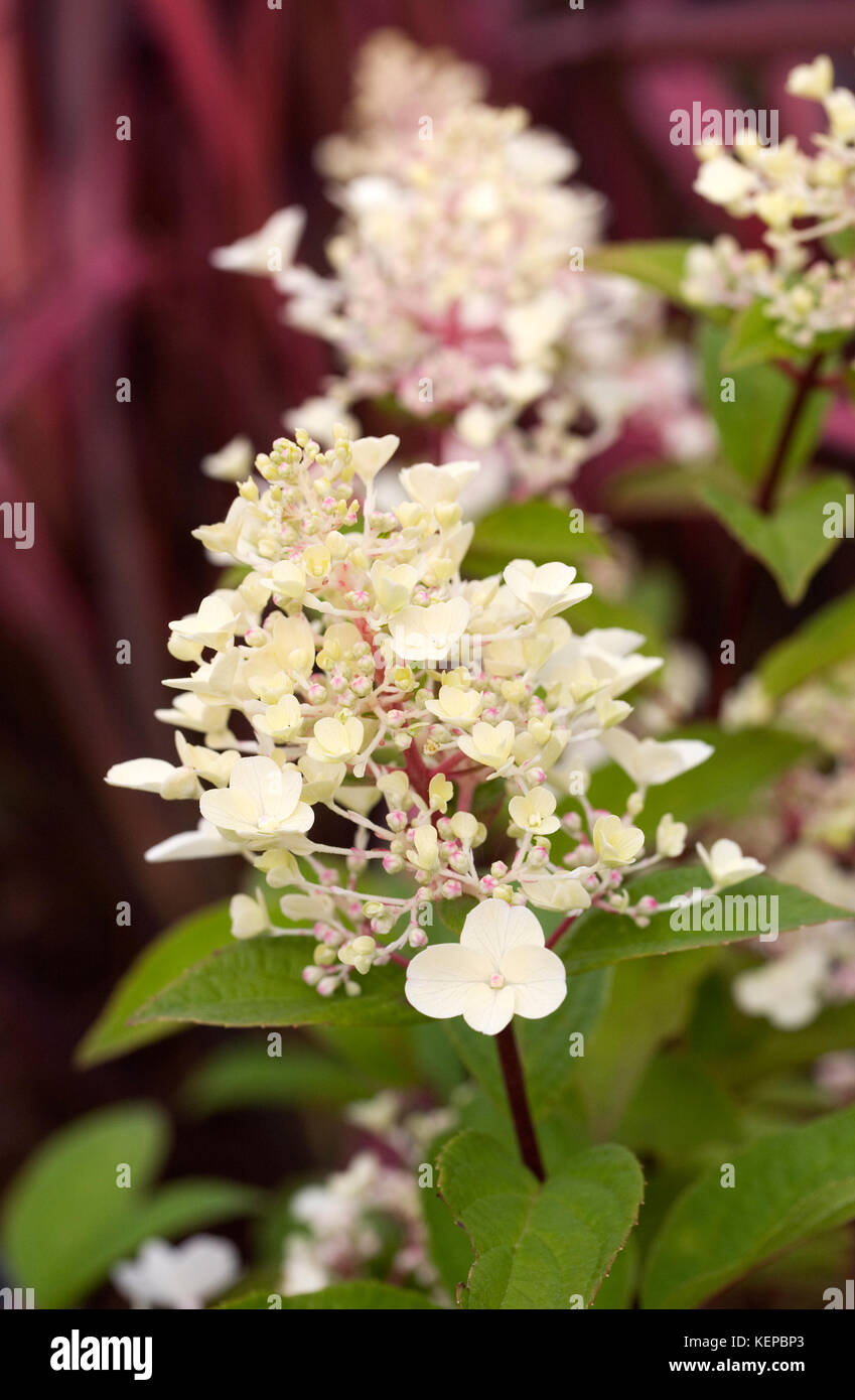 Hydrangea paniculata "pinky winky' Fiori. Foto Stock