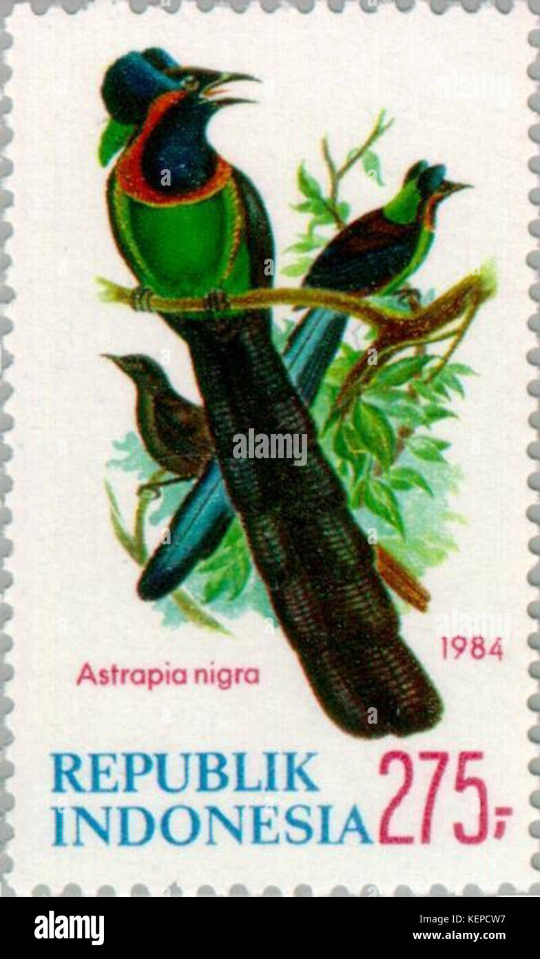Astrapia nigra 1984 Indonesia timbro Foto Stock