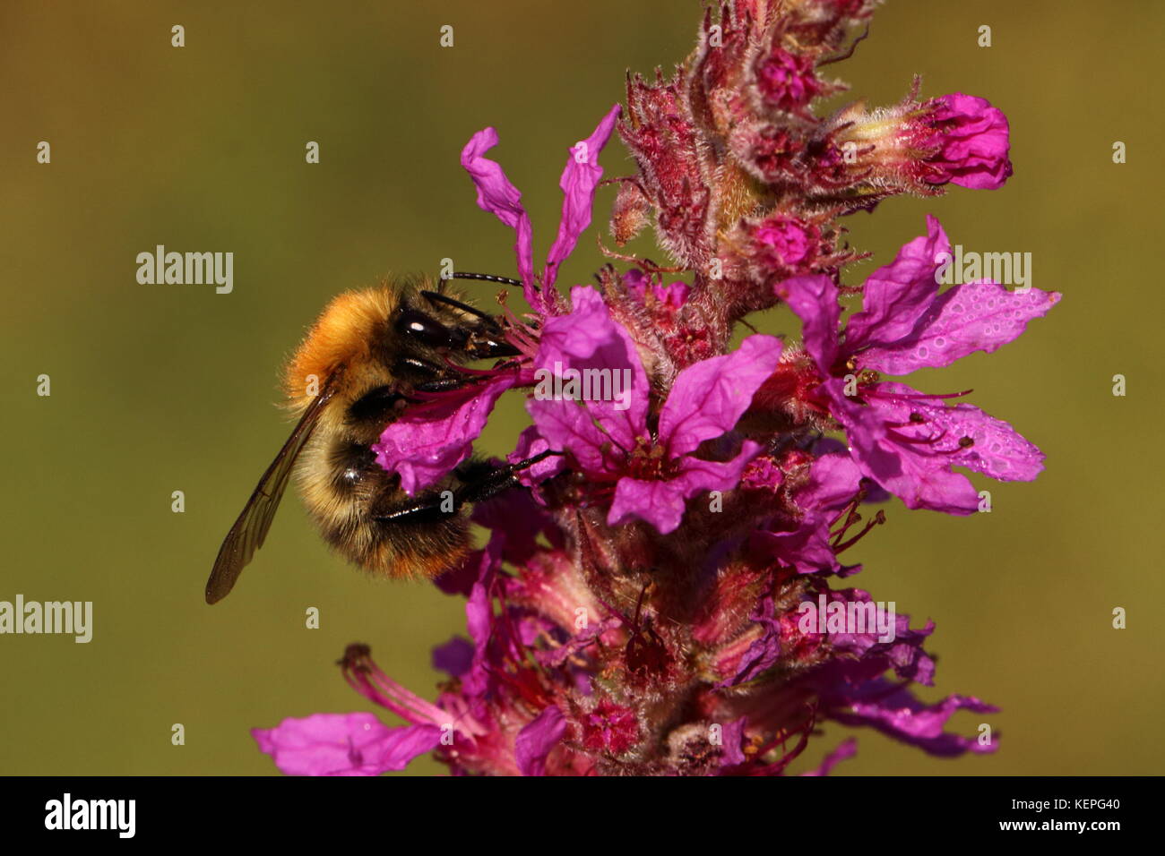 Carda comune Bumblebee Foto Stock