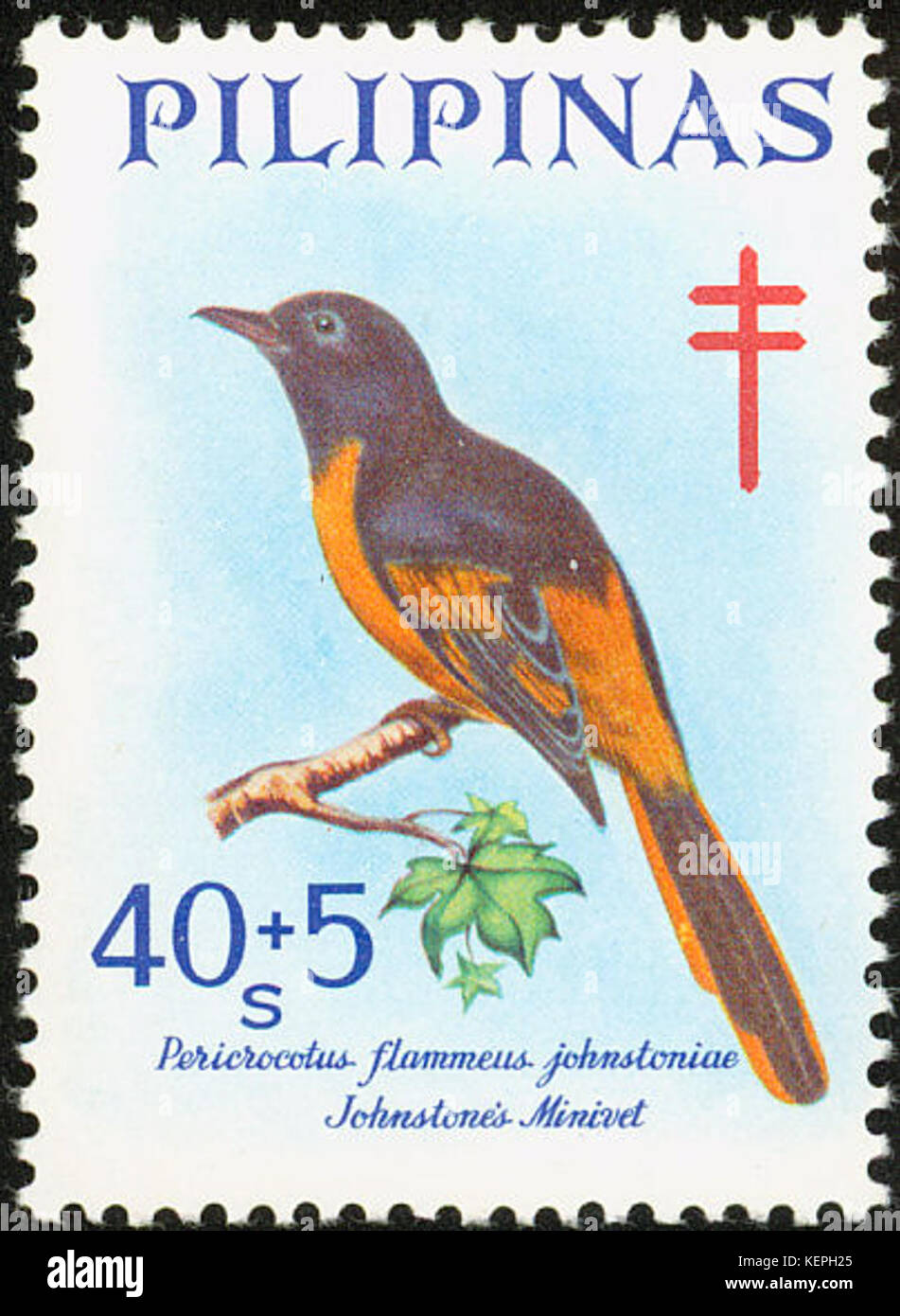 Pericrocotus speciosus 1969 timbro delle Filippine Foto Stock