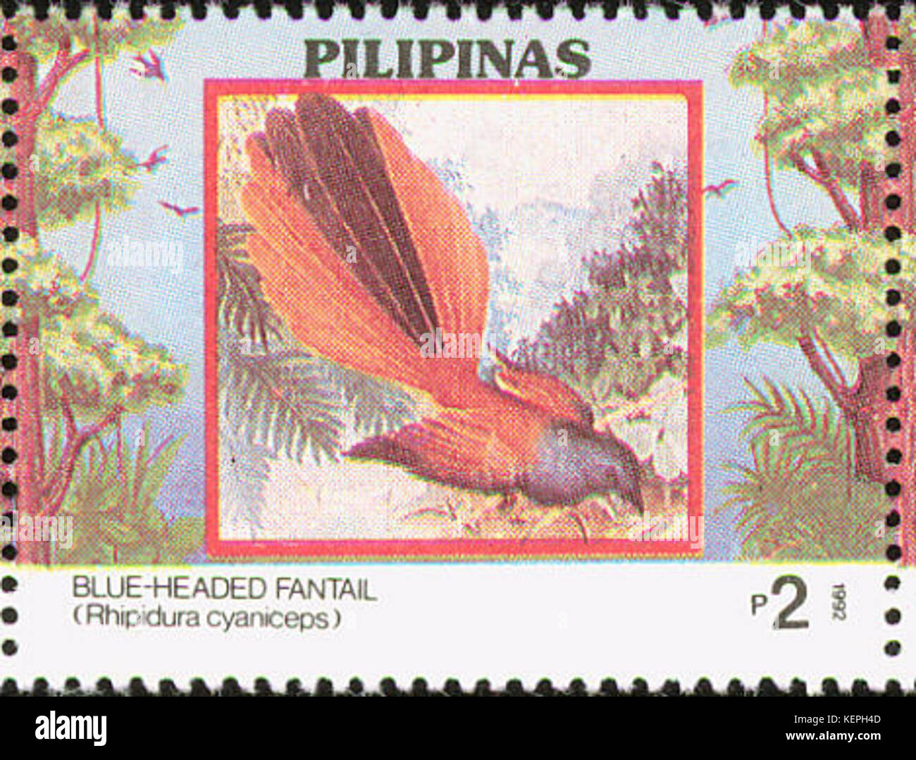 Rhipidura cyaniceps 1992 timbro delle Filippine Foto Stock