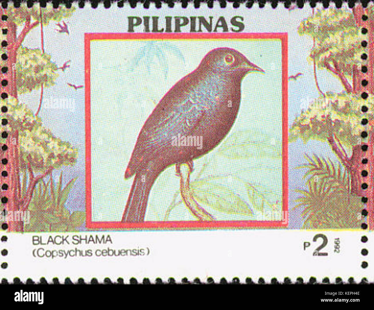Cebuensis Copsychus 1992 timbro delle Filippine Foto Stock