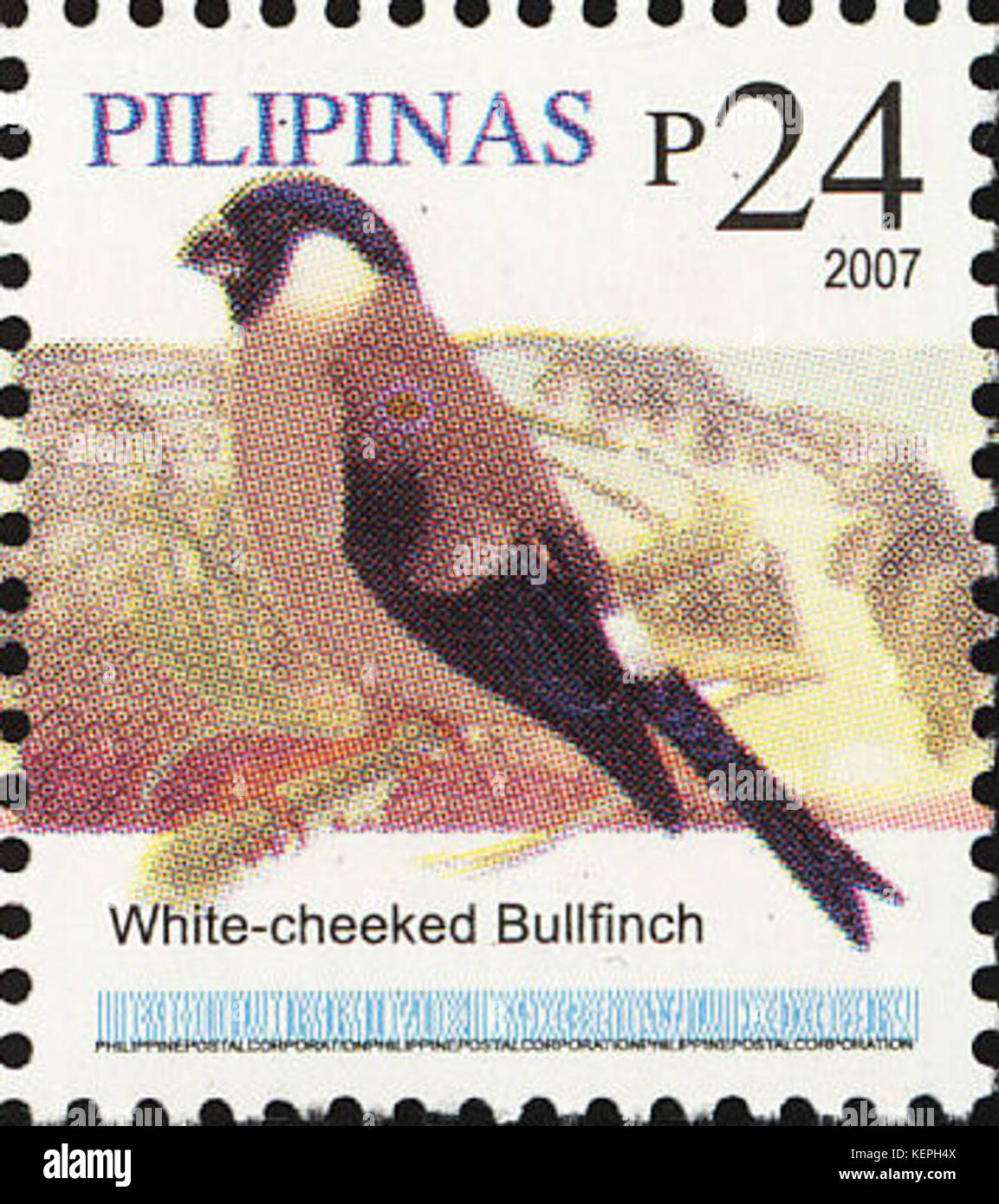 Pyrrhula leucogenis 2007 timbro delle Filippine Foto Stock