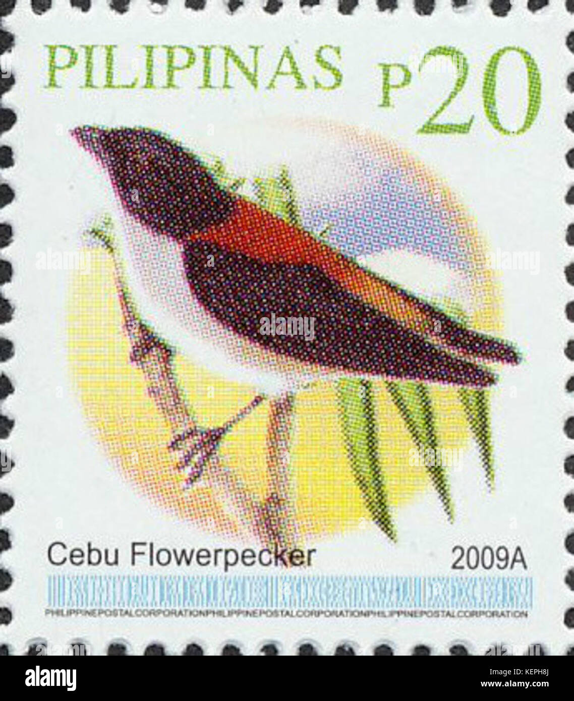 Quadricolor Dicaeum 2009 timbro delle Filippine Foto Stock