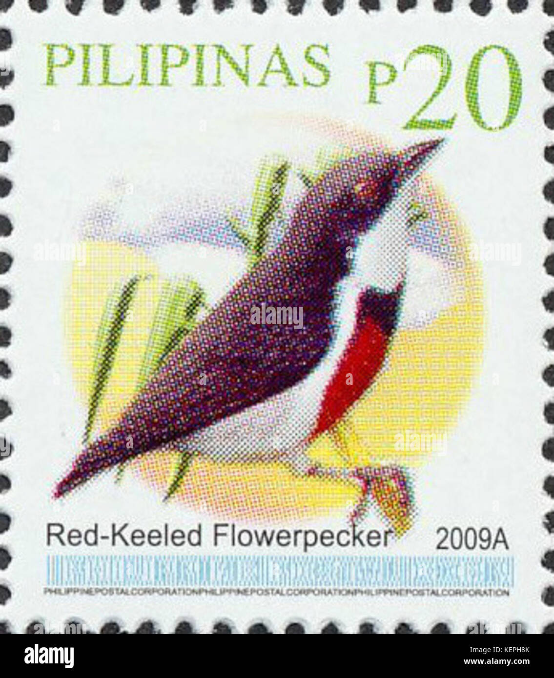 Australe Dicaeum 2009 timbro delle Filippine Foto Stock