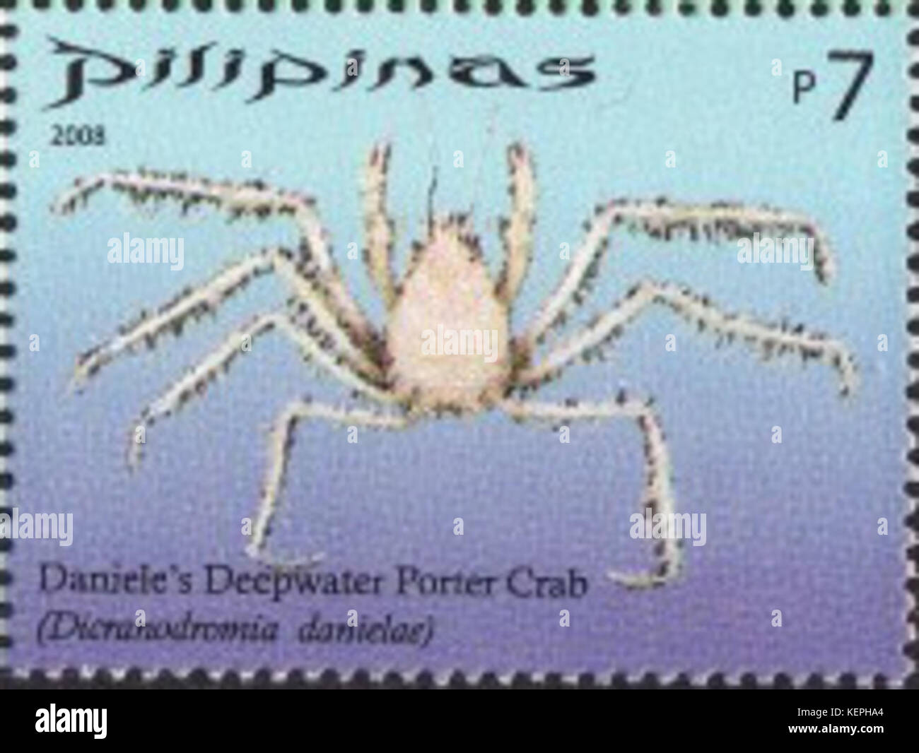 Dicranodromia danielae 2008 timbro delle Filippine Foto Stock