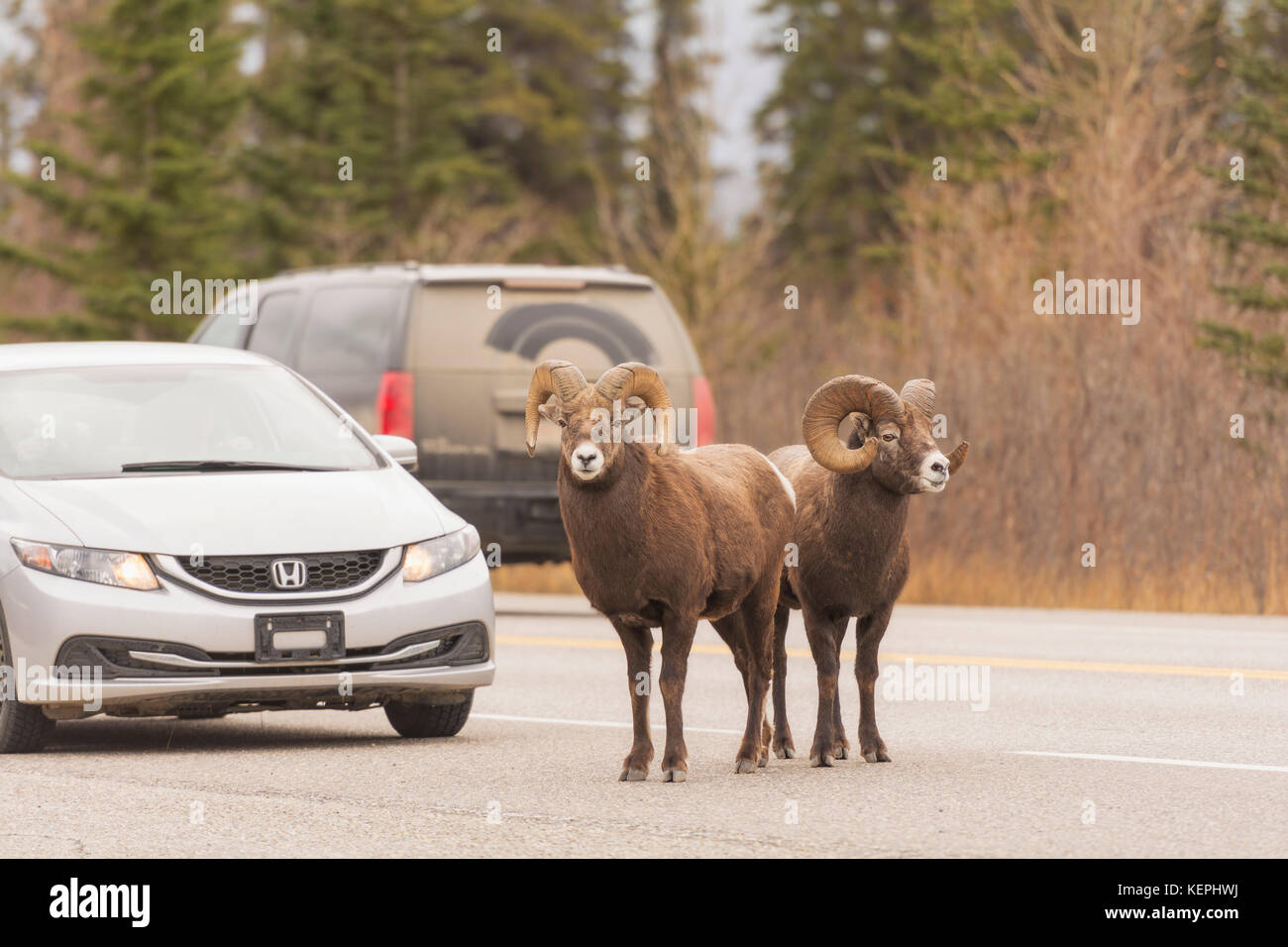 Big Horn pecore blocca un'autostrada Foto Stock