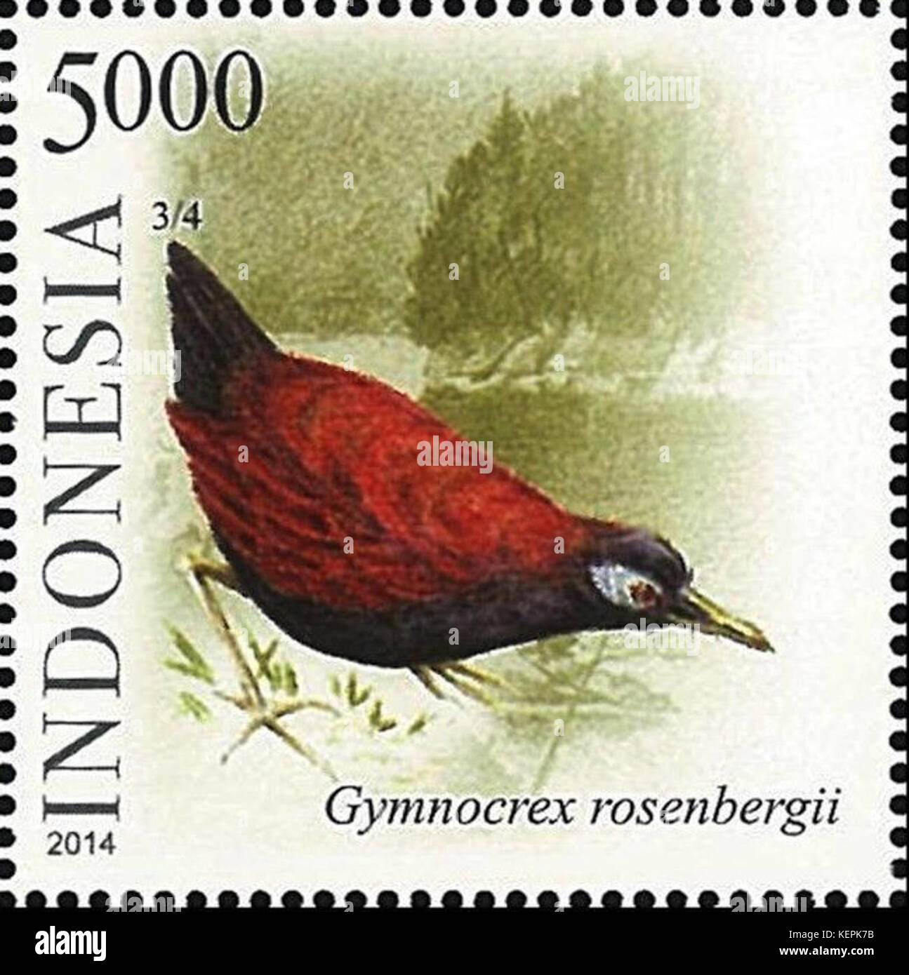 Gymnocrex rosenbergii 2014 timbro dell Indonesia Foto Stock