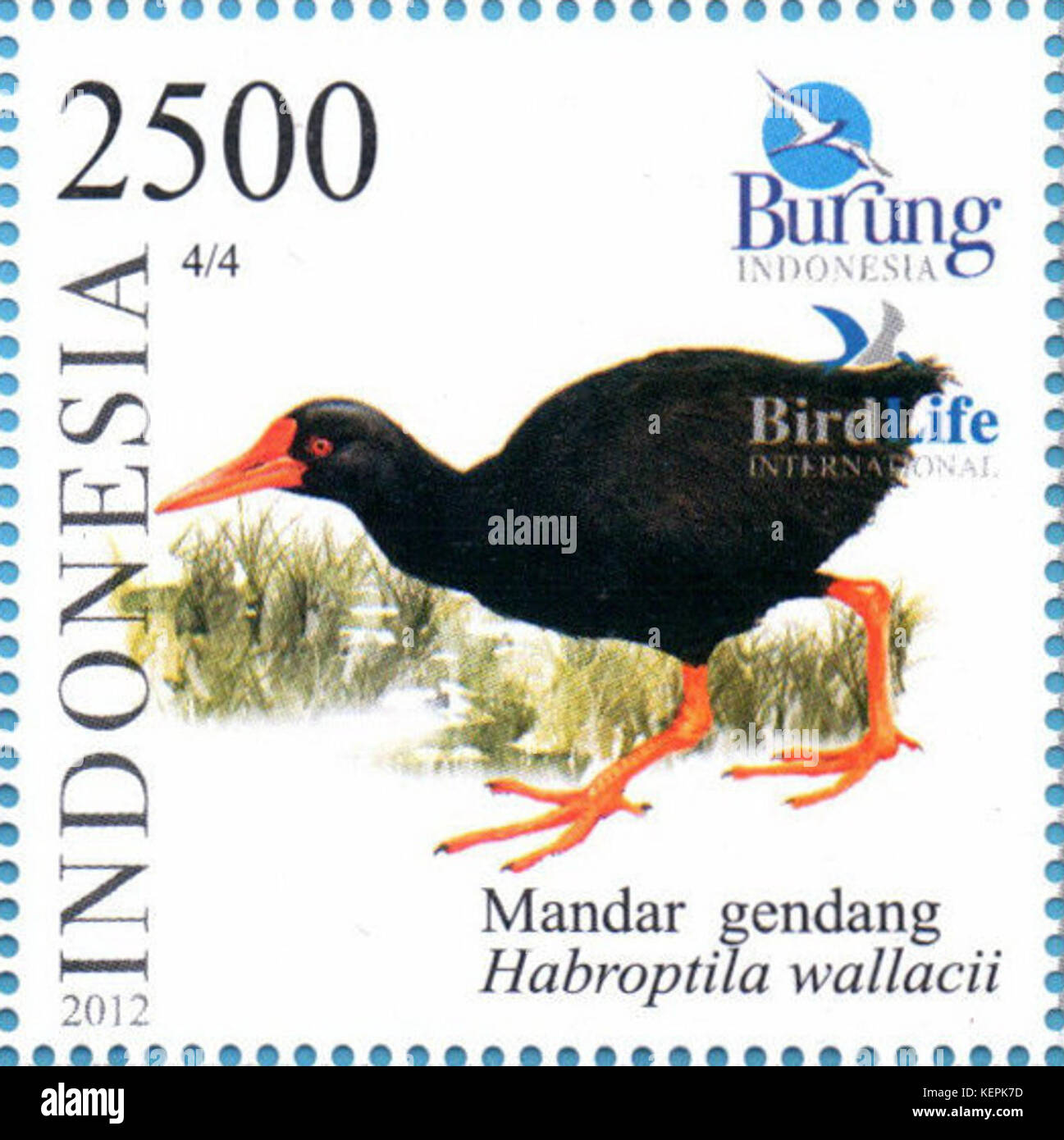 Habroptila wallacii 2012 Indonesia timbro Foto Stock