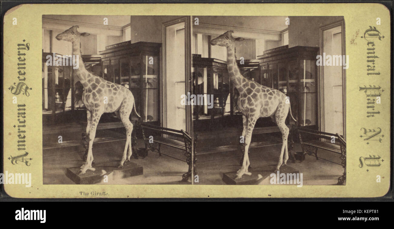 Un'immagine stereoscopica della collezione Robert N. Dennis che mostra una giraffa, illustrando tecniche fotografiche del XIX secolo e interesse zoologico. Foto Stock