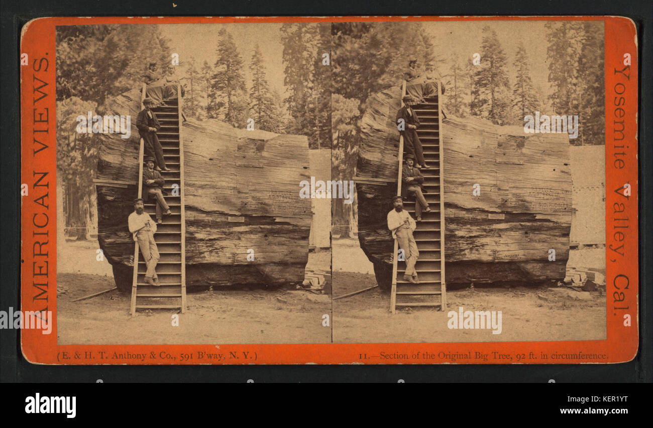 La sezione originale del grande albero, 92 ft. di circonferenza, da E. & H.T. Anthony (Azienda) 7 Foto Stock