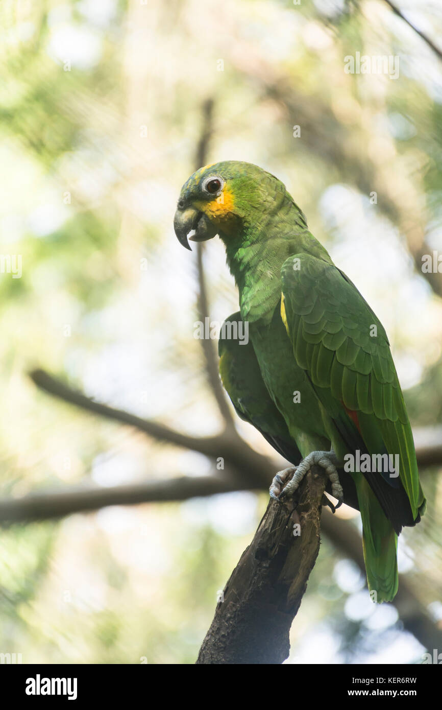 Blu-fronteggiata Amazon parrot (Amazon aestiva), uccello adulto su un ramo. Iguazu, Argentina, Sud America Foto Stock